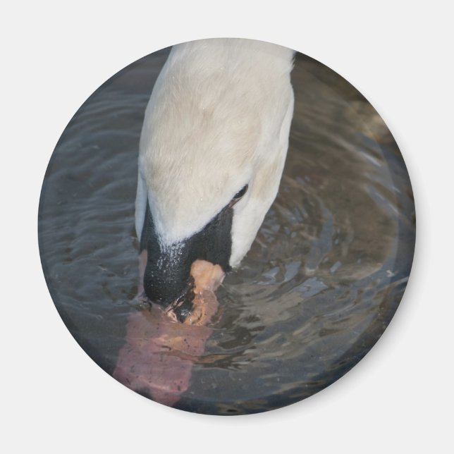 Imán Cisne (Frente)