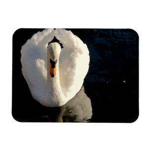 Imán Cisne