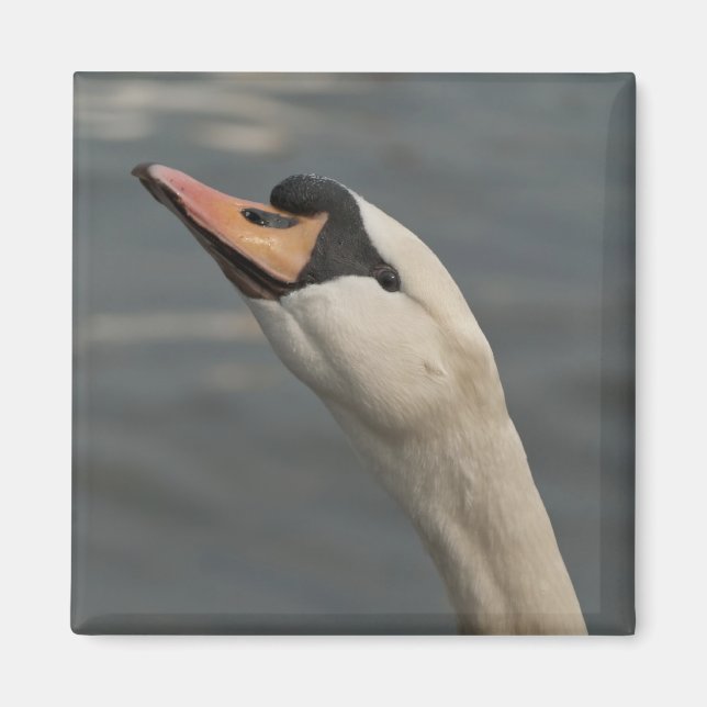 Imán Cisne (Frente)