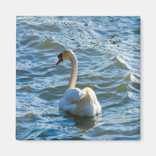 Imán Cisne