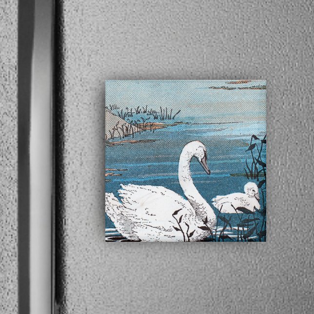 Imán Cisne Blanco Elegante Con Bebé (elegant white swan swimming in blue lake with baby swan on square magnet.)