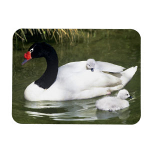 Imán Cisne de cuello negro adulto y crías en el agua.