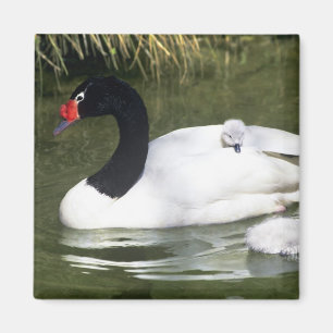 Imán Cisne de cuello negro adulto y crías en el agua.