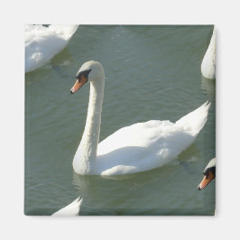 Imán - Cisne en color