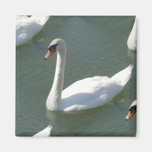 Imán - Cisne en color