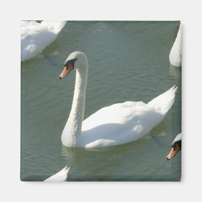 Imán - Cisne en color (Frente)