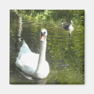 Imán Cisne en el estanque