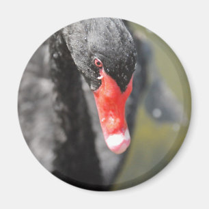 Imán Cisne negro