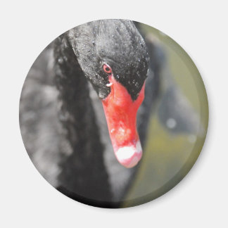Imán Cisne negro