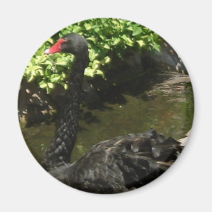 Imán Cisne negro