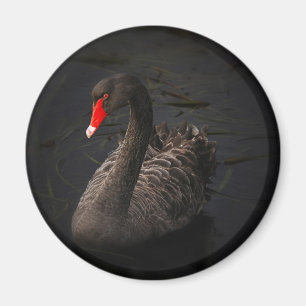 Imán Cisne negro