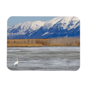 Imán Cisne y nieve