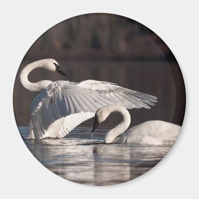 Imán Cisnes amorosos (Frente)