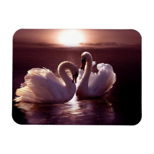 Imán Cisnes cariñosos que forman un corazón