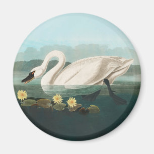 Imán cisnes de agua blanca de cisne audubon