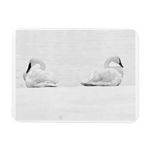 Imán Cisnes de nieve para el calendario 2026 de Perspec