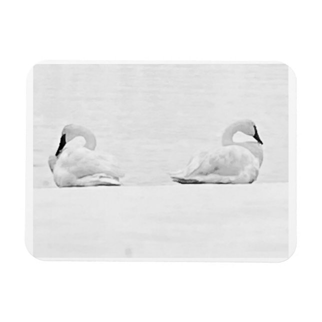 Imán Cisnes de nieve para el calendario 2026 de Perspec (Horizontal)