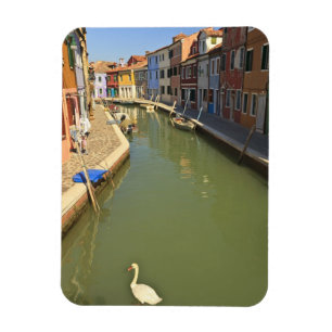 Imán Cisnes en canal, isla de Burano, Venecia, Italia