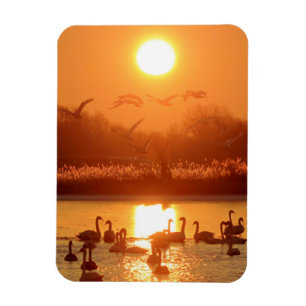 Imán Cisnes en el lago Sunset