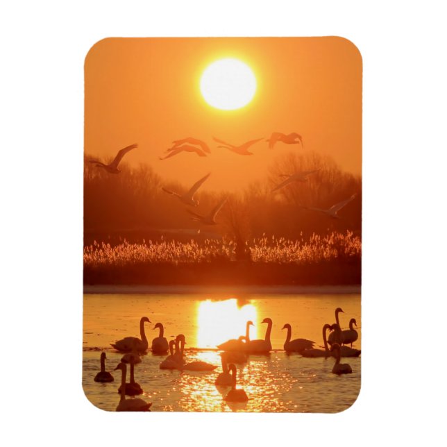Imán Cisnes en el lago Sunset (Vertical)