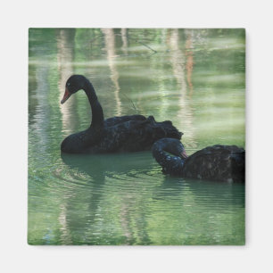 Imán cisnes negros