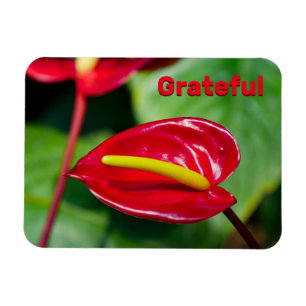 Imán Cita agradecida sobre Red Peace Lily Magnet