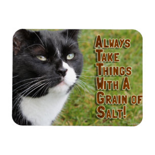 Imán Cita Motivadora de Gato de Motivación del Grano de
