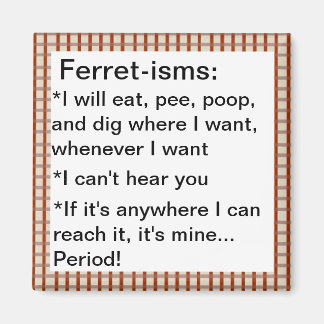Imán Citas divertidas de ferret-ismo