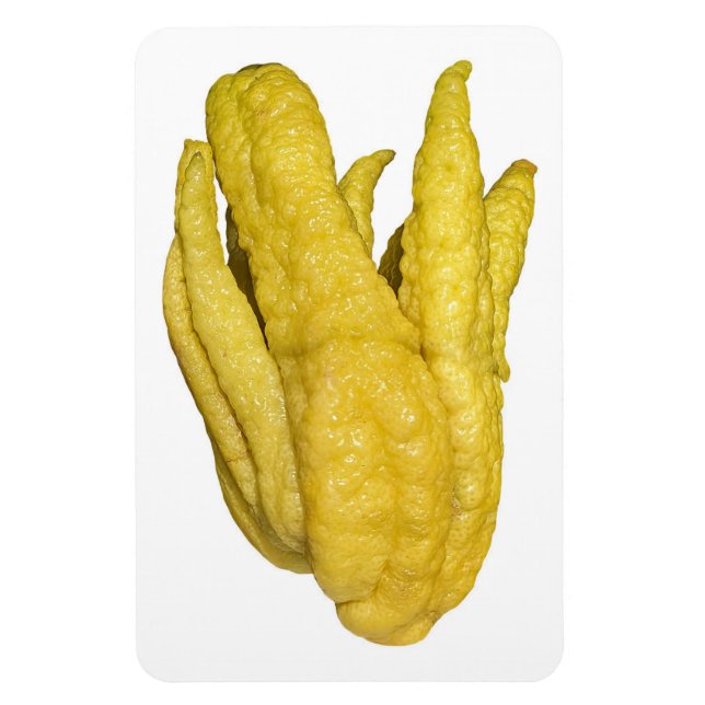 Imán Citron Fruit Photo Magnet (Vertical)