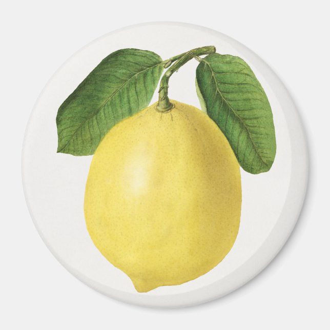 Imán Citrus (Frente)