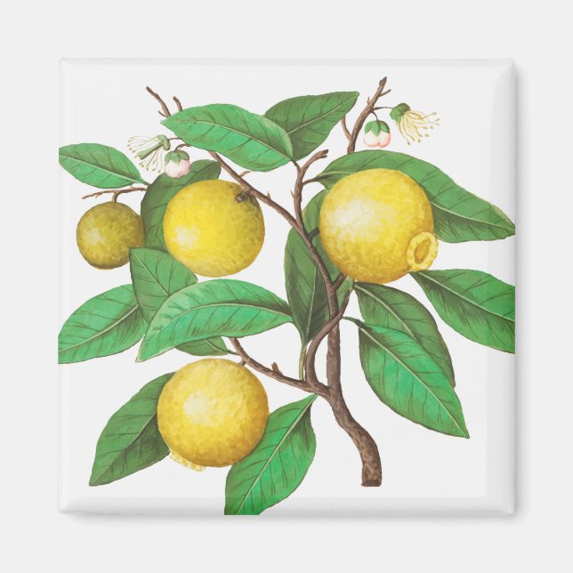 Imán Citrus (Frente)