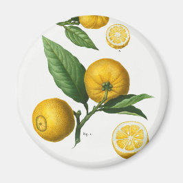 Imán Citrus vintage