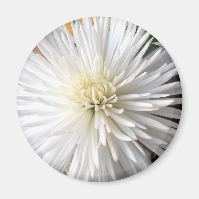 Imán Claricia (Frente)