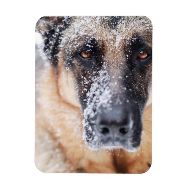 Imán Clausura De Pastor Alemán Cubierta De Nieve (Vertical)