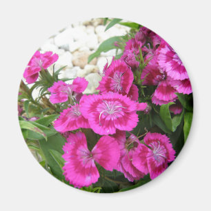 Imán Clavel rosado/Guillermo dulce