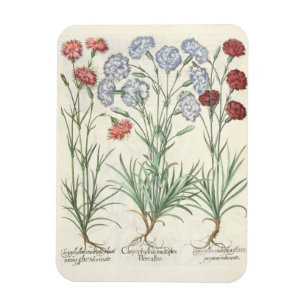 Imán Claveles: albo múltiplex del flore 1.Caryophyllus