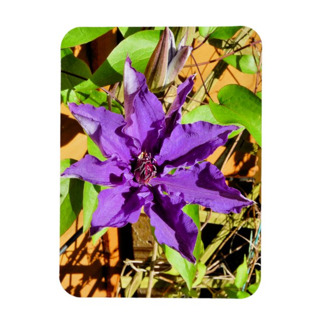 IMÁN CLEMATIS (Vertical)