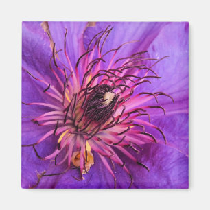 IMÁN CLEMATIS