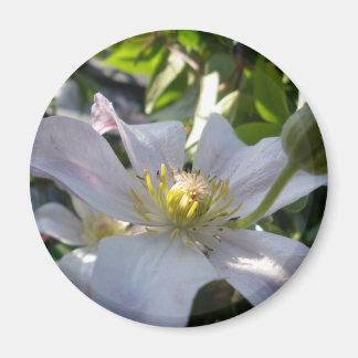 Imán Clematis blanco II