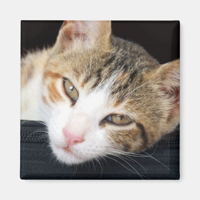 Imán Cleo Cat Magnet (Frente)