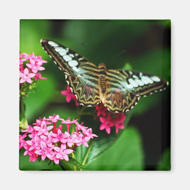 Imán Clipper on Pentas 1 Magnet (Frente)
