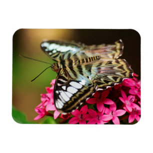 Imán Clipper on Pentas 3 Premium Magnet
