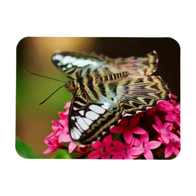 Imán Clipper on Pentas 3 Premium Magnet (Horizontal)