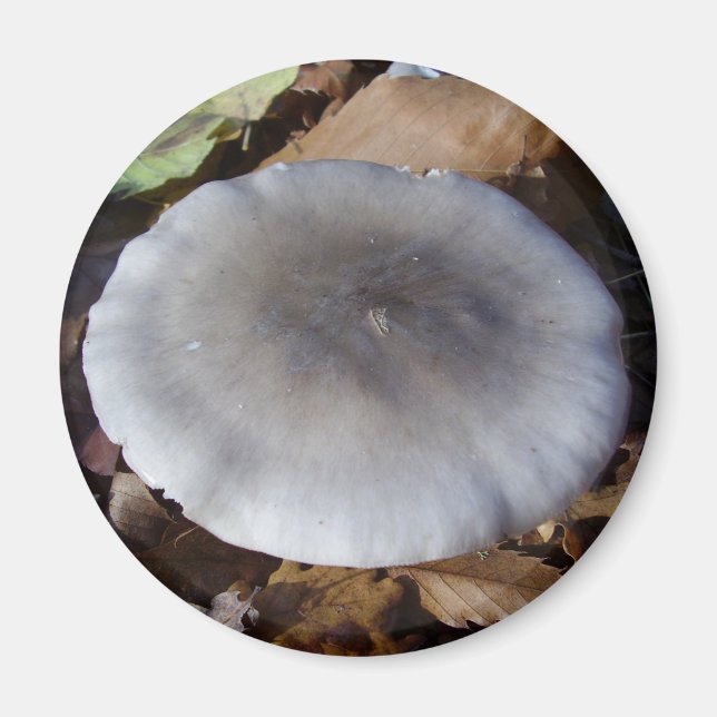 Imán Clitocybe nebularis Mushroom Magnet (Frente)