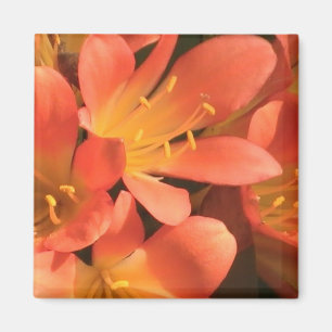 Imán Clivias Plant Magnet