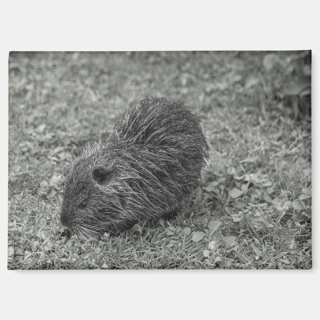Imán Close-up of baby nutria (Myocastor coypus) on fiel (Anverso)