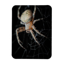 Close-Wonder: La araña de los jardines europeos