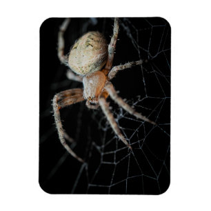 Imán Close-Wonder: La araña de los jardines europeos