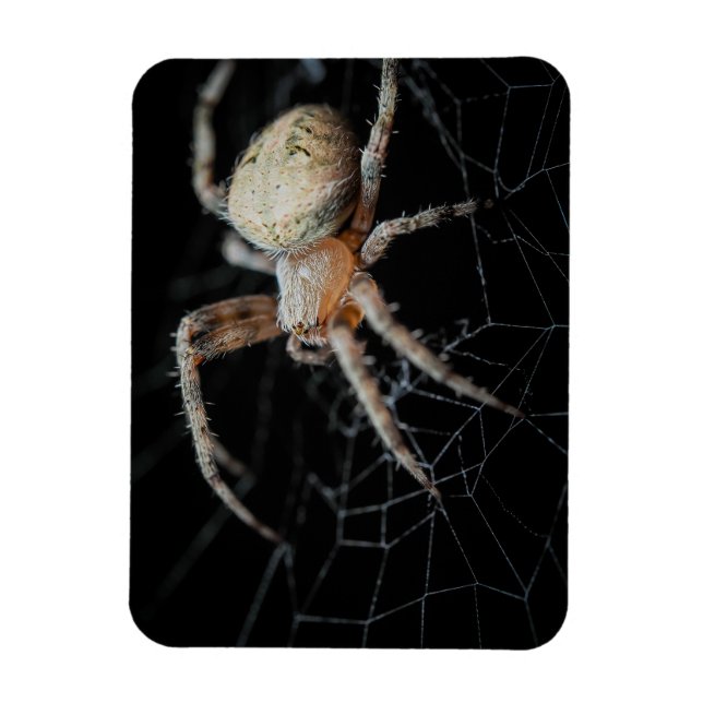 Imán Close-Wonder: La araña de los jardines europeos (Vertical)