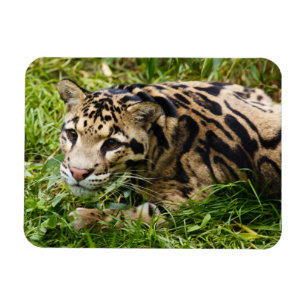 Imán Cloud Leopard Magnet